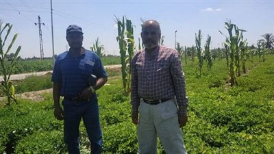 تكثيف المرور علي محصول الفول السوداني فى ابو صوير بالإسماعيلية