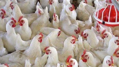 ننشر أسعار الدواجن والبيض بالأسواق