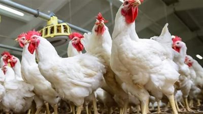 ننشر أسعار الدواجن بالأسواق اليوم الخميس