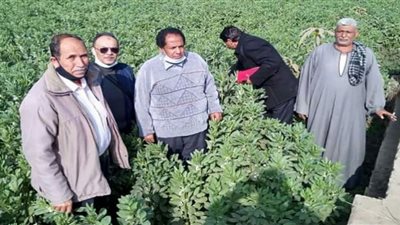 يوم حقل إرشادي عن محصول الفول البلدى بالفيوم
