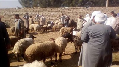 الماعز وخروف العيد.. يتصدران اسواق الأضاحي بالمنيا