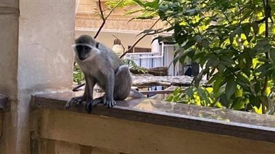 بعد إثارتها الرعب| سر اقتحام القرود والنسانيس للمنازل في حدائق الأهرام (تفاصيل بالفيديو)