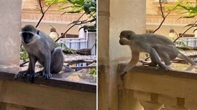 بفخ الموز| إنهاء مشكلة قرود حدائق الأهرام الهاربة خلال ساعات (فيديو)