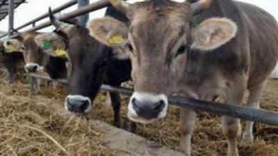 حظر نقل الحيوانات بين مراكز المنيا