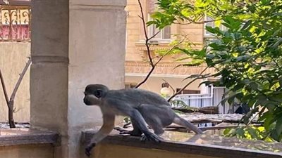 تفاصيل هروب قردة في حدائق الأهرام