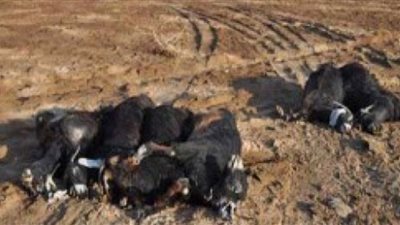 الحمى القلاعية تنتشر بـ 5 مراكز بالدقهلية