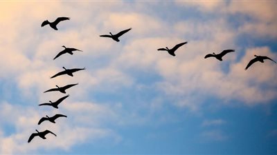 (فيديو) الطيور المهاجرة تستعد لرحلة الخريف