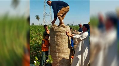 انطلاق موسم جني محصول القطن في الفيوم