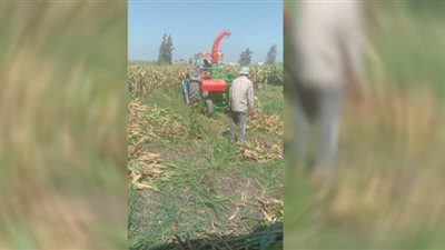 إزالة حقول إنتاج تقاوي الذرة الشامية مجهولة المصدر بالدقهلية والبحيرة