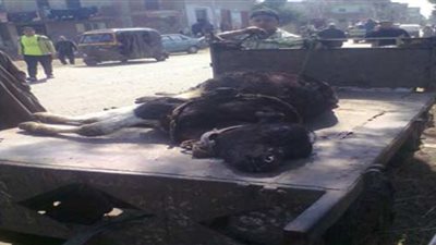 الحمى القلاعية تقضى على الثروة الحيوانية بالغربية