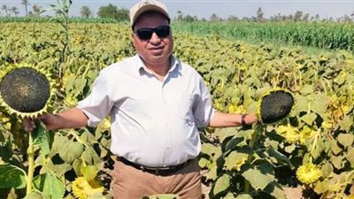 دوار الشمس الزيتي .. نجاح للزراعات التعاقدية في الفيوم