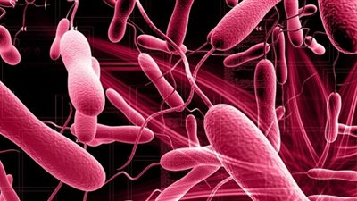 وفاة 35 شخصًا بسبب «الكوليرا» في النيجر