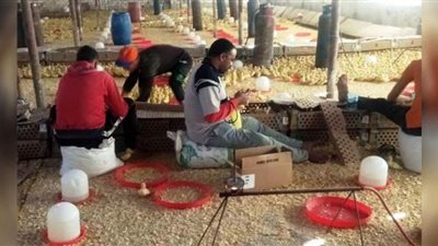 تحصين 40 ألف طائر ضد مرض أنفلونزا الطيور بالشرقية