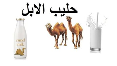 يعالج فيروس سي ومفيد لمرضى القلب| فوائد حليب الإبل