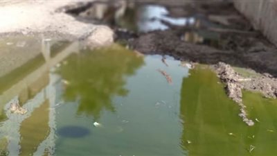 قرية لطف الله .. تغرق فى المياه الجوفية