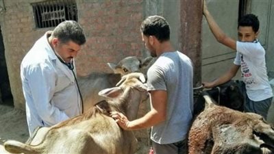 قافلة بيطرية من جامعة الزقازيق لقرية الشيخ مبارك بأبو حماد