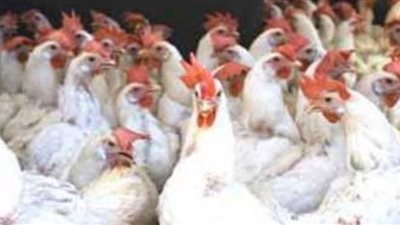 ارتفاع أسعار الدواجن والأسماك بسبب القلاعية بكفر الشيخ