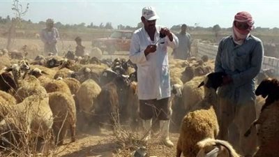 تحصين 500 الف ماشية ضد الامراض الوبائية بالأسكندرية