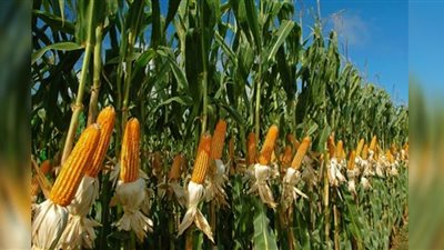 (فيديو) تفاصيل زراعة 65 حقلًا إرشاديًا للزراعات الجديدة بالوادي الجديد