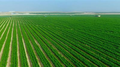 (فيديو) الدلتا الجديدة | مشروع يغير خريطة مصر للأفضل