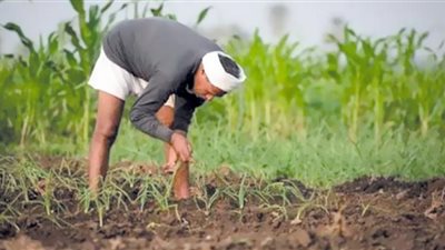 أسعار الخضار رخيصة فى الأرض ومرتفع لدى التجار!