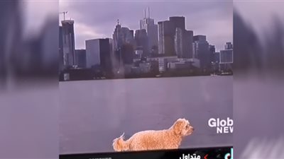 (فيديو) كلب يقتحم نشرة أرصاد جوية على الهواء.. شاهد رد فعل المذيع