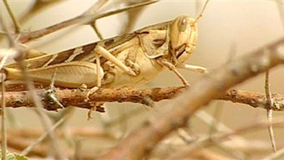 حشرات غريبة تهاجم مطروح