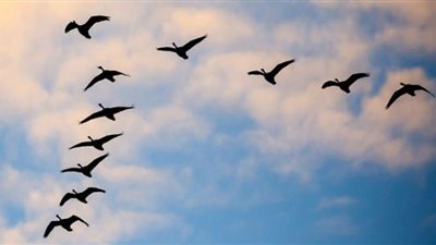 (فيديو) العبور الآمن | مصر تغلق طواحين الهواء أمام الطيور المهاجرة