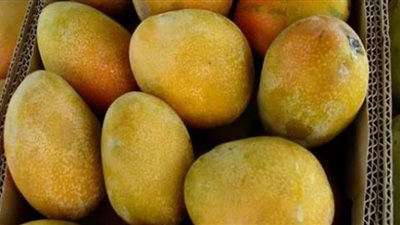 أسعار المانجو في الأسواق اليوم