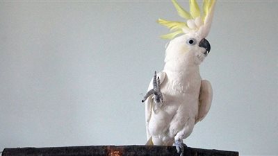 صور| في إستراليا الببغاوات 