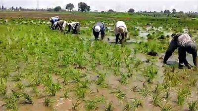 في عيدهم السنوي.. فلاحوا الشرقية يطالبون إعادة توزيع المقررات السمادية