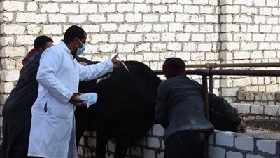 إستمرار الحملة القومية لتحصين الثروة الحيوانية من الحمى القلاعية والوادى المتصدع