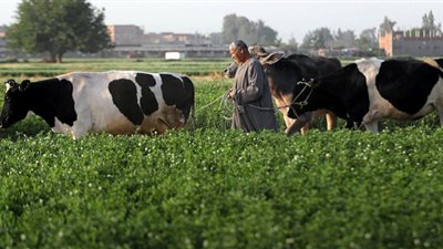 عيد الفلاح المصري.. الذكرى الـ 69 لقانون الإصلاح الزراعي