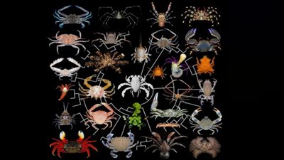 عمرها 500 مليون عام.. اكتشاف أنواع حيوانية ضخمة جديدة في كندا