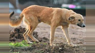 بكشف ملابسات تداول واقعة تعذيب كلب في دار السلام