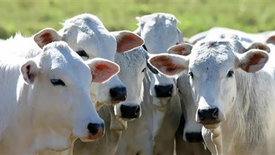 جنون البقر| الزراعة: نضع شروط صارمة على اللحوم المستوردة لضمان خلوها من الأمراض