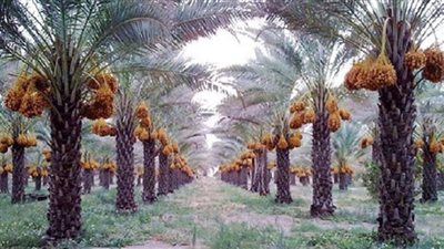 بسبب محصول 