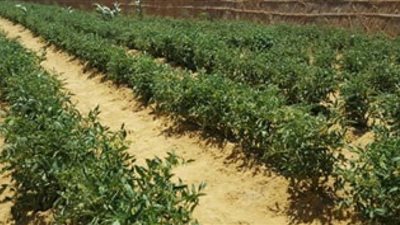 الجوجوبا مشروع زراعي جديد يحمل فوائد اقتصادية وصحية كبيرة