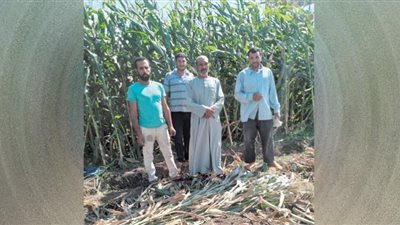 الجمعيات الزراعية.. حبر على ورق