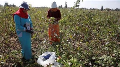 (فيديو) زراعة الفيوم: 110% زيادة في أسعار القطن خلال 2021