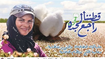 4630 جنيهًا سعر القنطار في أول مزاد للقطن بالوجه البحري