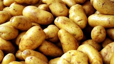 (شاهد) نصائح للمزارعين لمكافحة العفن البني في البطاطس