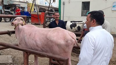 الكشف على ١٢٧ رأسًا و ١٤٠٠ طائر في قافلة بيطرية ببسيون