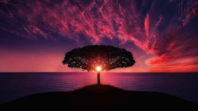 شاهد.. محاولات لإنقاذ أطول وأقدم شجرة في العالم من حرائق غابات كاليفورنيا