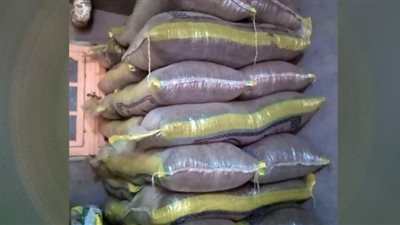 ضبط 1200 كيلو جرام بذرة قطن مجهولة المصدر فى حملة تموينية بالدقهلية