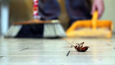 5 أعشاب تساعد على طرد الحشرات من المنزل