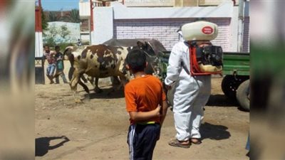 قافلة بيطرية بقرى مركز الحسينية بالشرقية