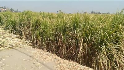 صعوبة التسويق ونقص العمالة وارتفاع تكاليف الإنتاج وراء ضيع الذهب الأبيض بقنا