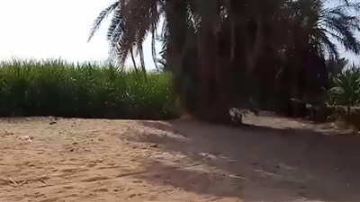 مزارعون بلانة بأسوان : نعاني من نقص السماد والجرارات في الجمعية