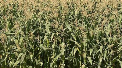 سوهاج تبدء في حصاد 170 ألف فدان من الذرة الشامية